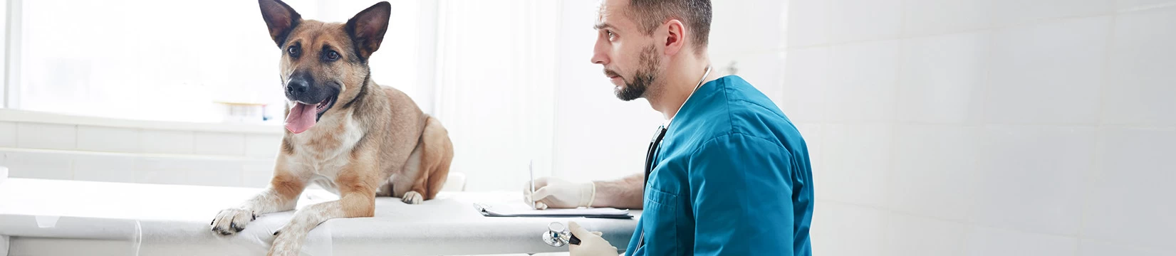 Lagerungstechnik Orthopädie und Kiefer<br><em>beim Hund</em> - Schweizer Röntgen